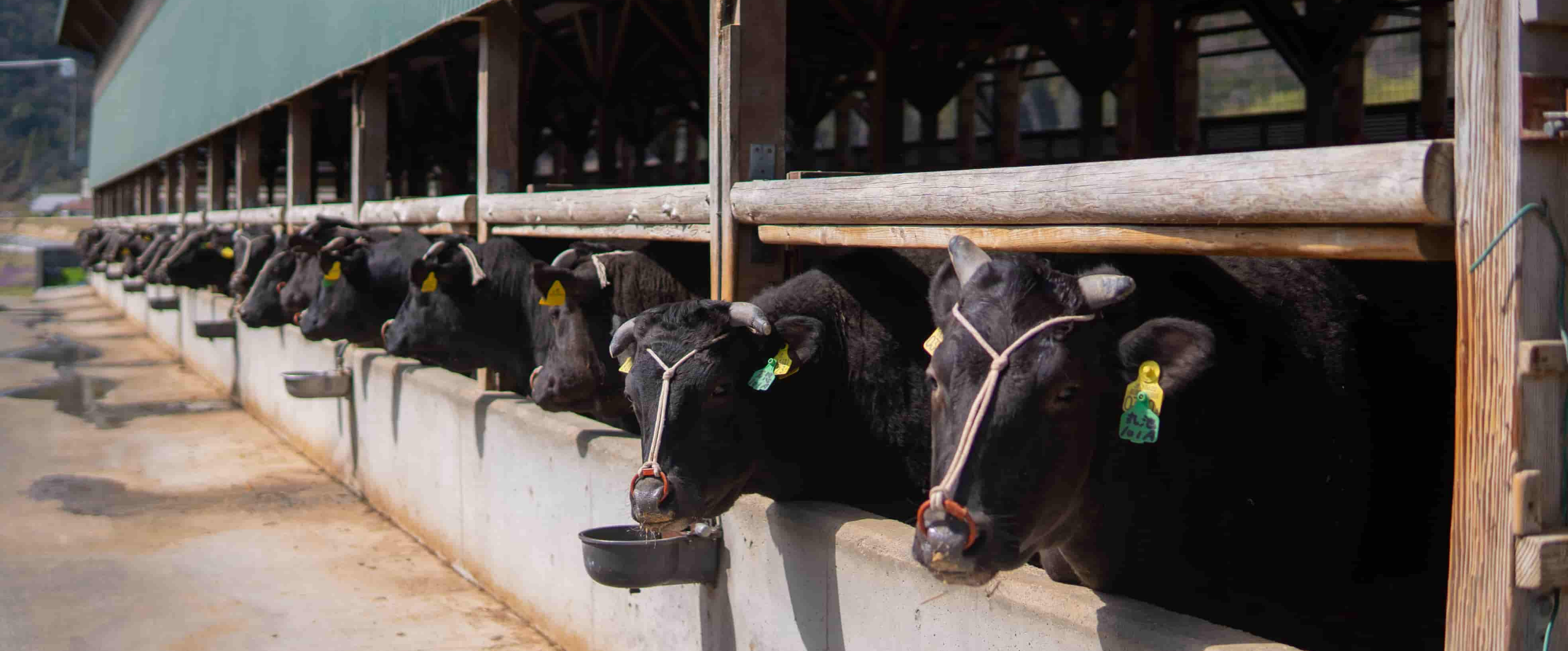 よい肉はよい牛からよい牛はよい人からよい人はよい心から