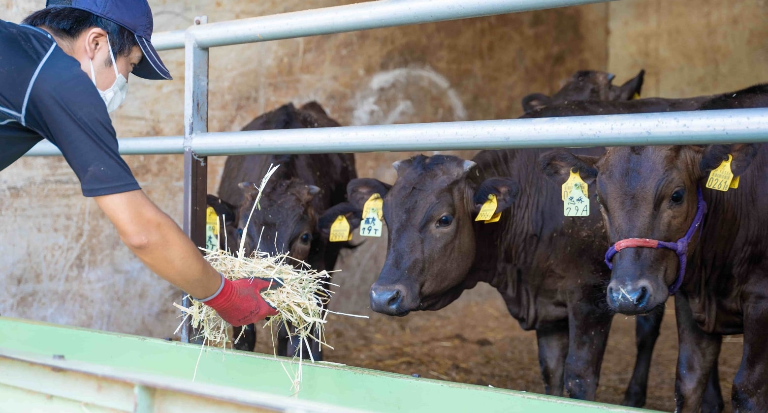 丁寧に丁寧に手間暇を惜しまずに牛たちを育てる