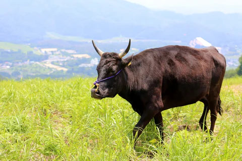 神戸牛の美味しさの秘密とは？血統、飼育、そして繊細な霜降り